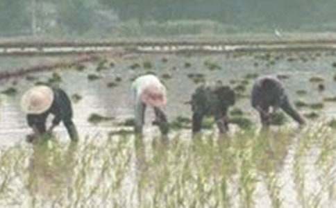 梦到插秧是什么意思