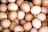 孕期吃鸡蛋还应讲究正确吃法
