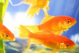 梦见金鱼在鱼缸里游