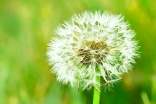 【热门】蒲公英的功效与作用
