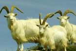 山羊的特点有哪些