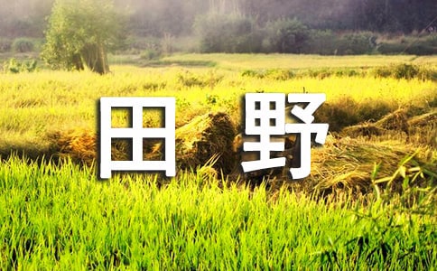梦见广阔的田野