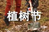 植树节唯美文案