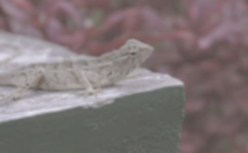 梦见蜥蜴