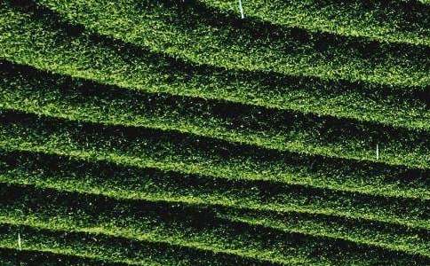 �и��μ���Ҷ