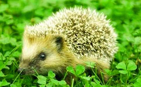 �����š���⬵Ĺ�������10ƪ