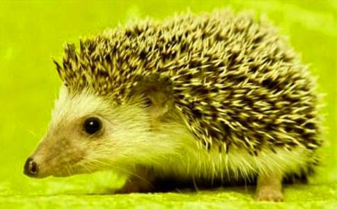 (��ѡ)��⬵Ĺ�������4ƪ