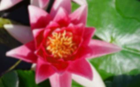 �μ���Ҷ�ɻ�