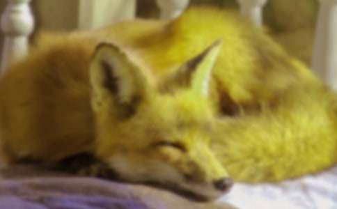 狐狸的故事作文(经典)