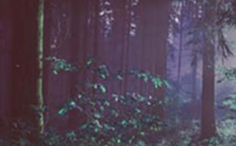 ���ȣ�ɭ�ֵĹ�������