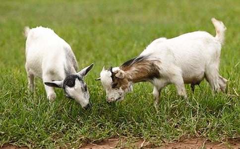 ��ɽ���̷۵�6����Խ��