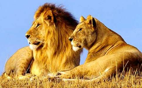 ʨ������ʲô������