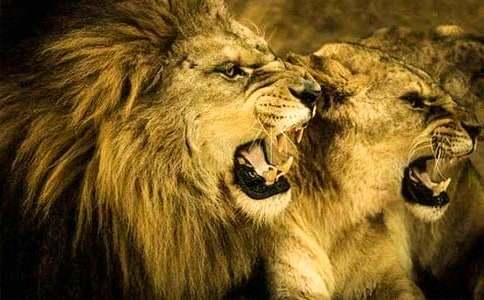 ʨ����������ʲô����