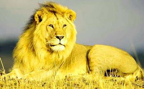 �μ�ʨ��׷������