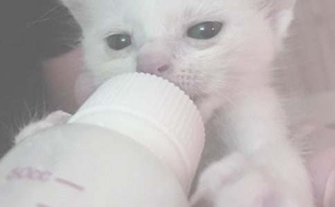 ���Ź������ι��