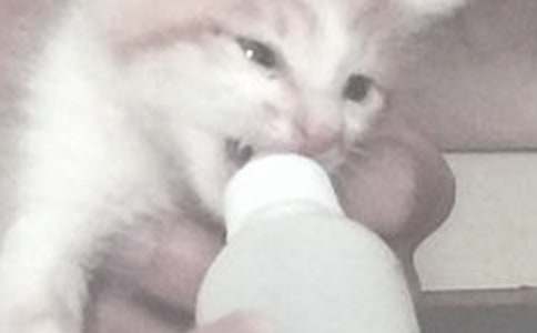 ��Ҫע��ι������