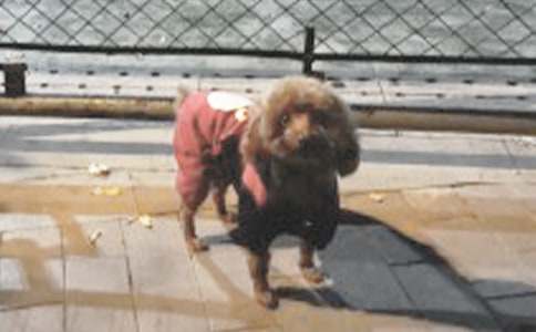 �и��μ�С����