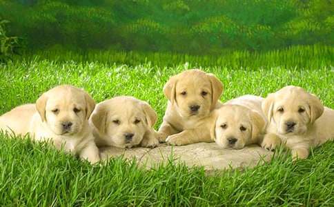 �μ��Լ��ҵ�С��