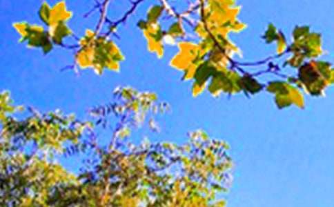 ���Ƽ��������簲����QQ��ϼ�51��