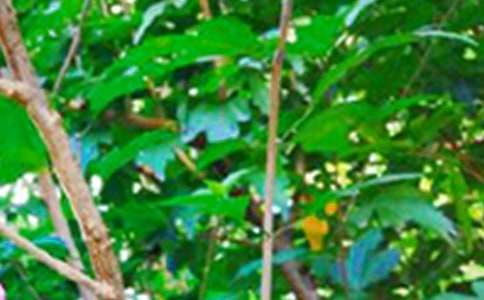 �������������簲����ϼ�55��